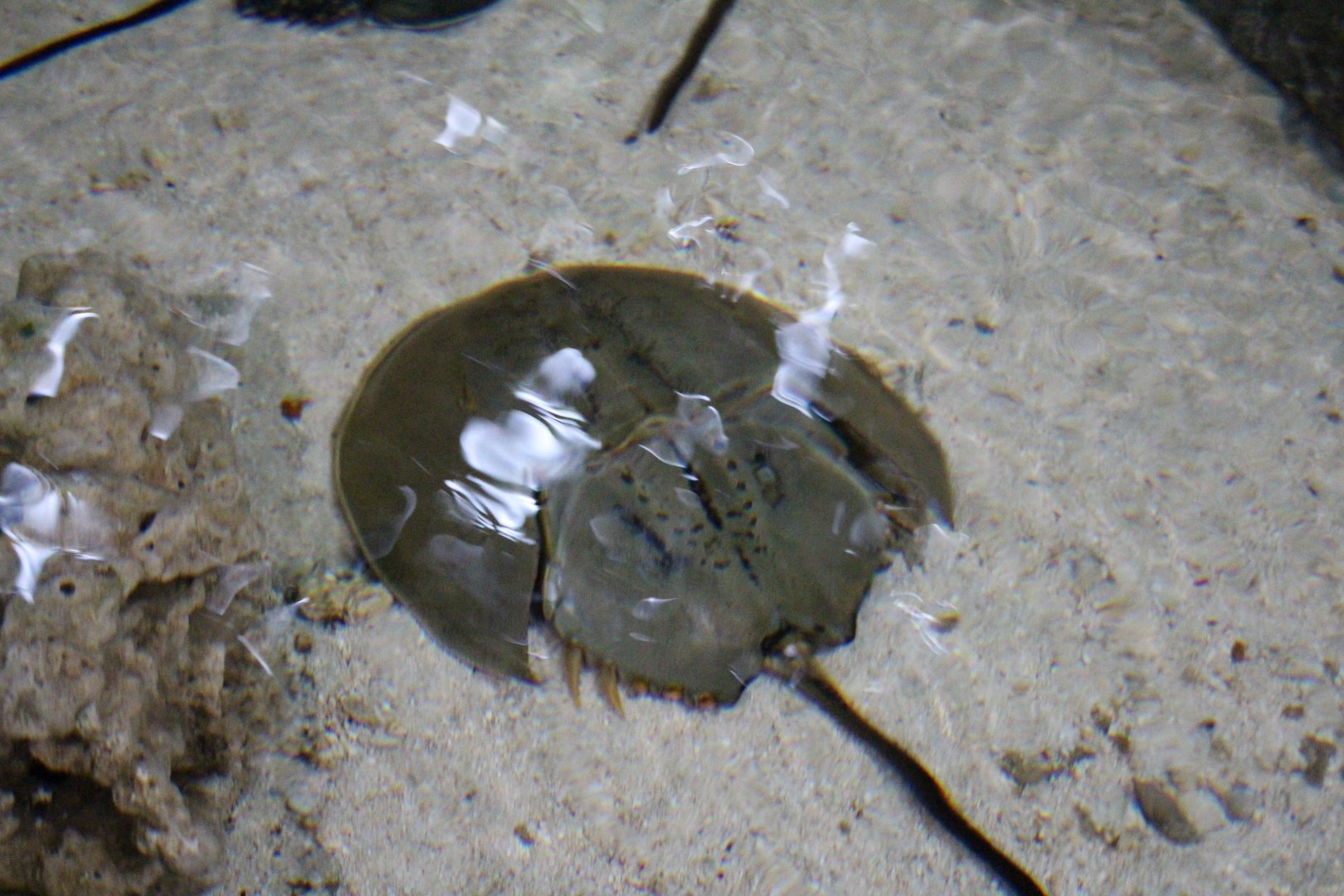 Carcinoscorpius rotundicauda / Mangrove Horseshoe Crab