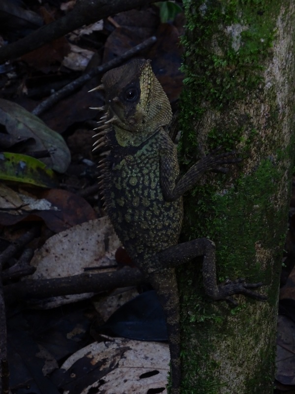 Cardamom tree dragon (Acanthosaura cardamomensis)