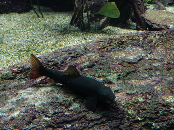 Cardamon garra (Garra hughi) ??