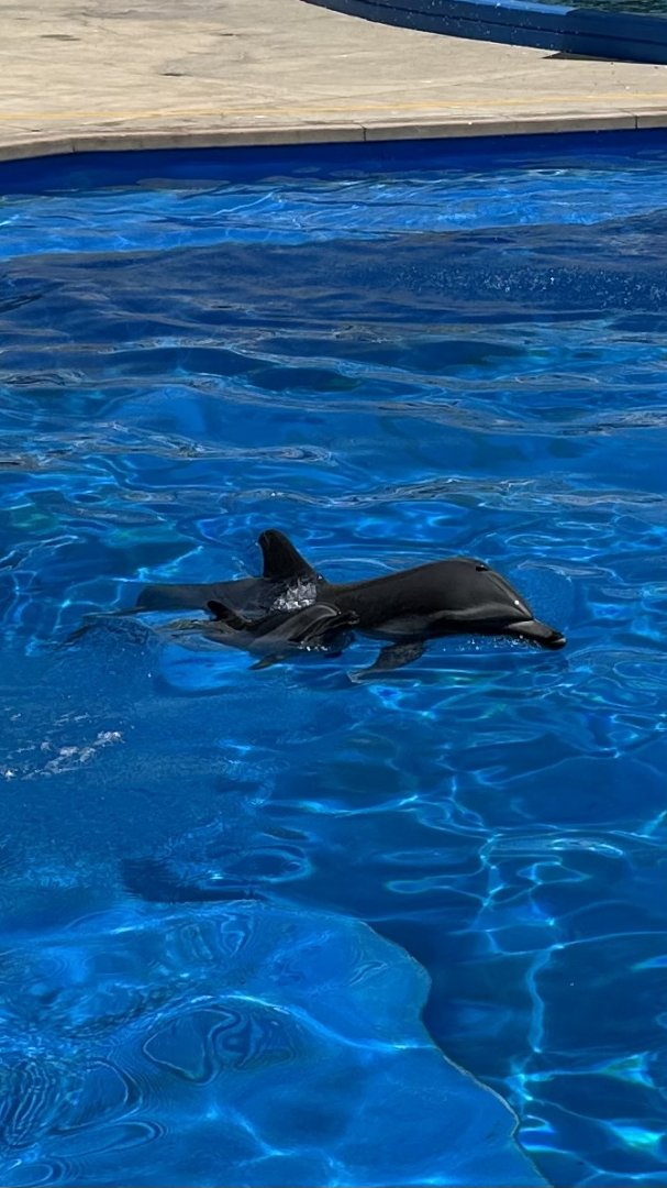 “Cardiff” the Rescued Common Dolphin Calf and “Bullet” the Common Bottlenose x Common Dolphin Hybrid