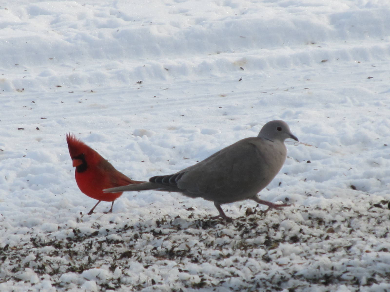 Cardinal and Mourning Dove