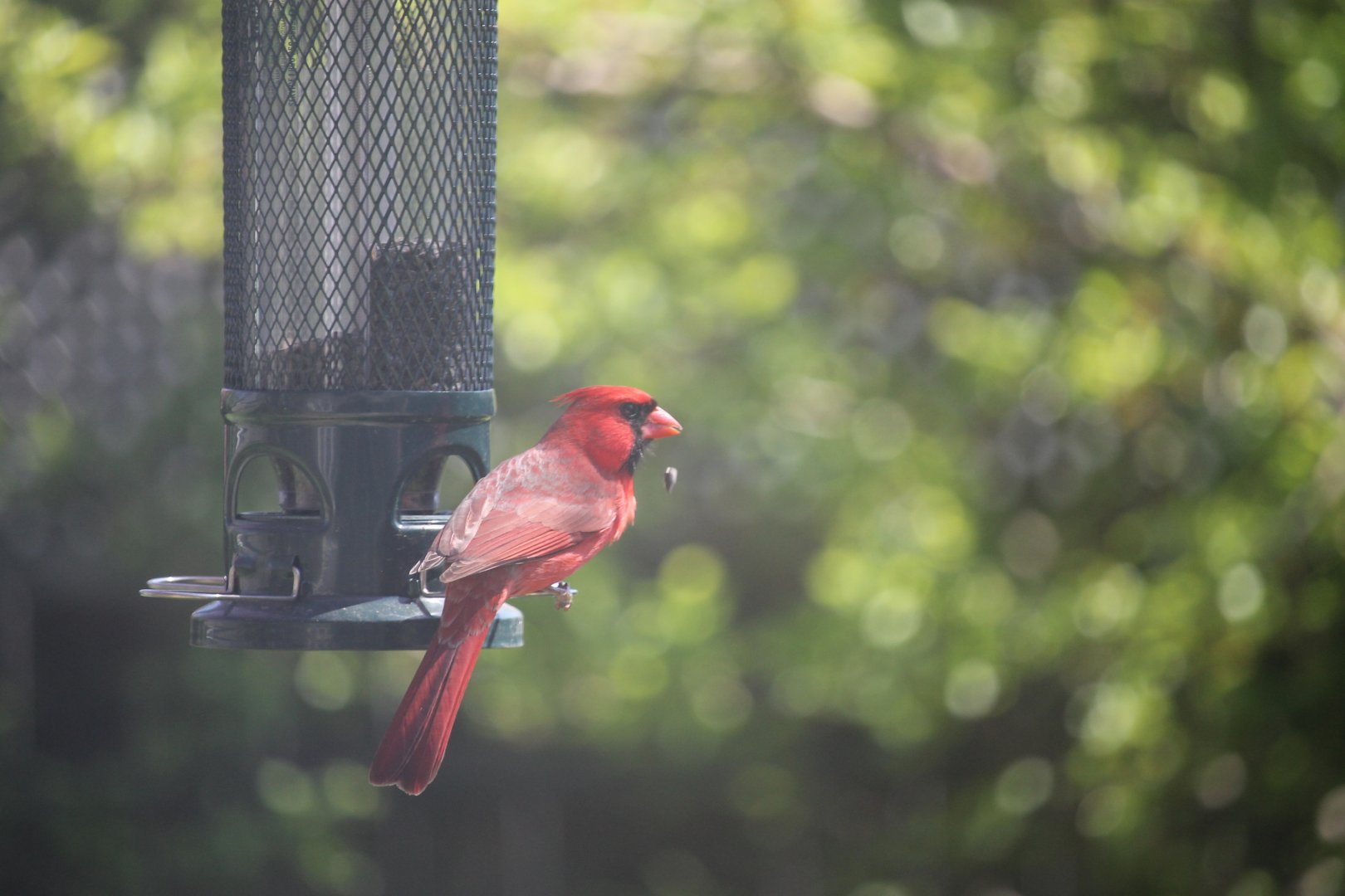 Cardinal at my feeder