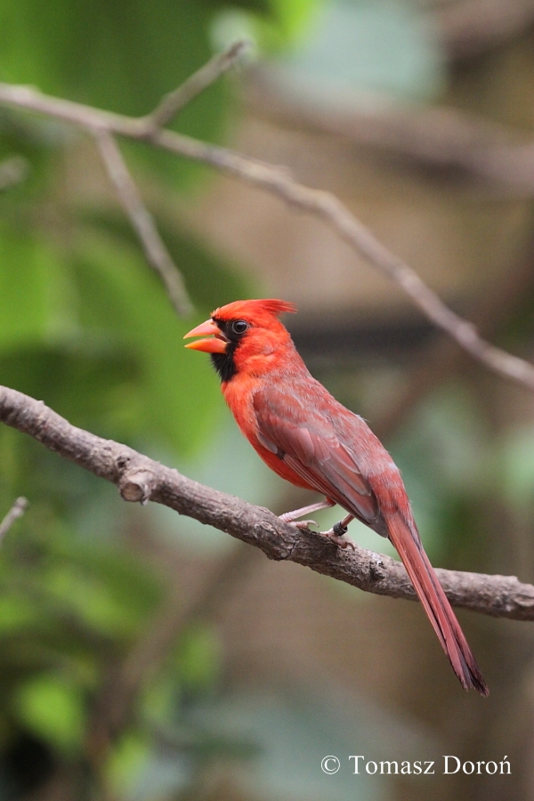 Cardinal (Cardinalis cardinalis) at Amazon World Zoo Park, 19.06.2011