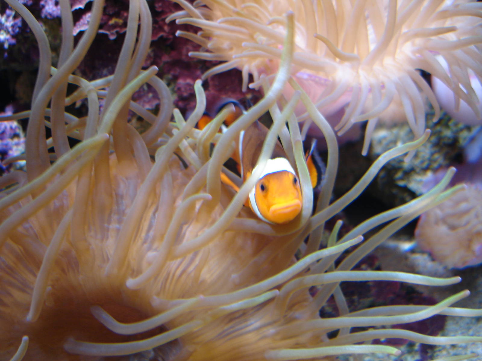 Cardinal clownfish