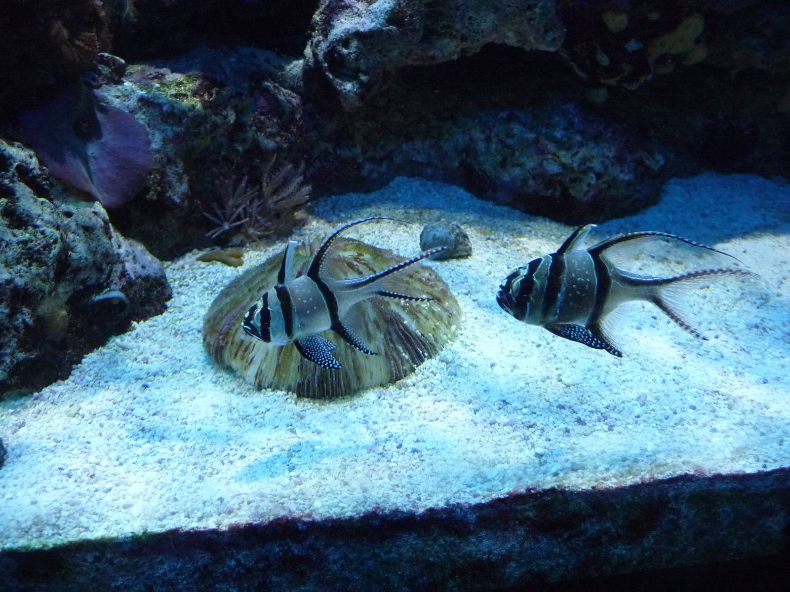 cardinal fish new england aquarium