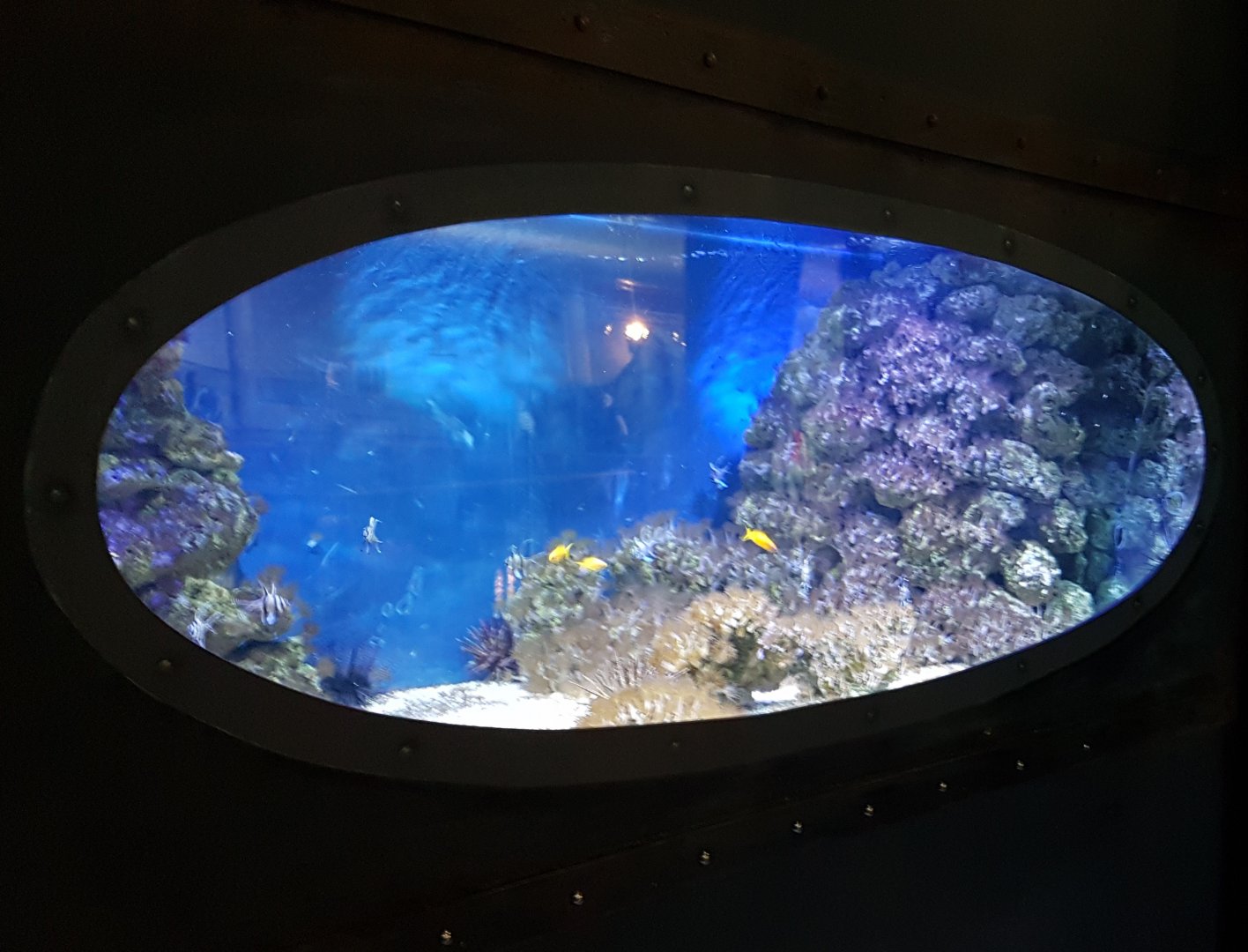 Cardinal fish - Sea-goldie aquarium