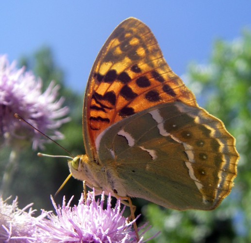 Cardinal Fritillary (Argynnis pandora)