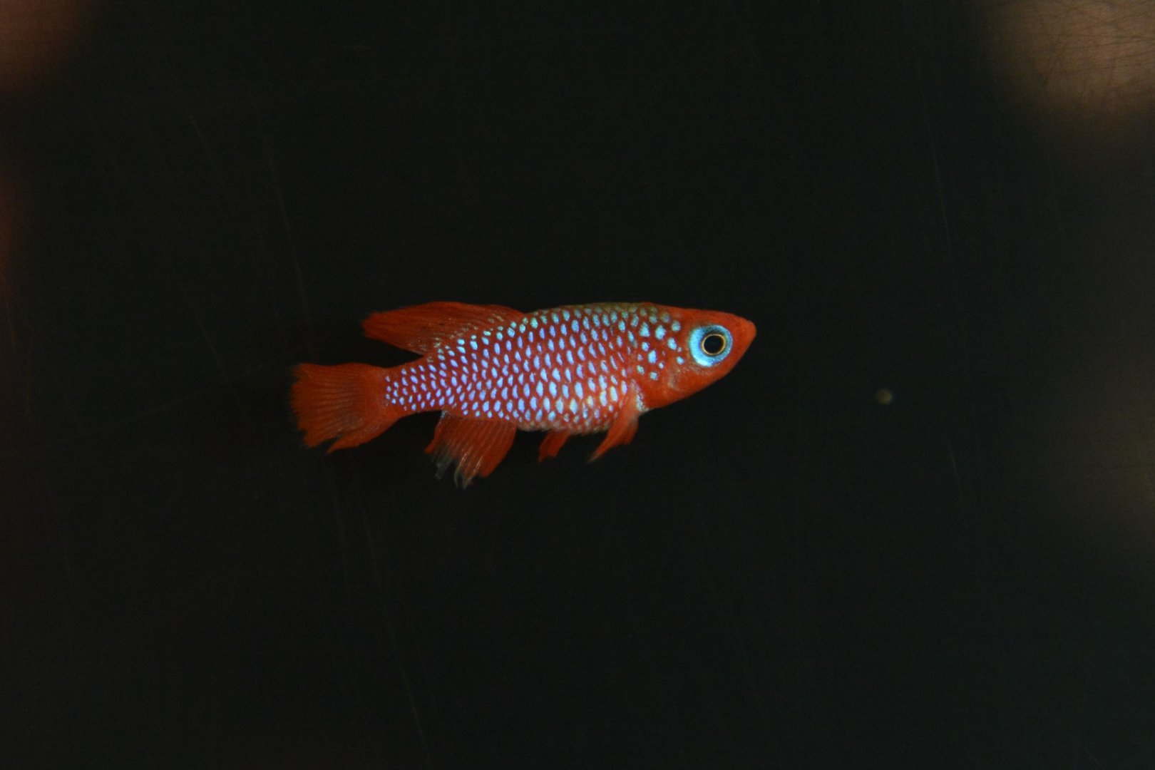 Cardinal killifish (Nothobranchius cardinalis)