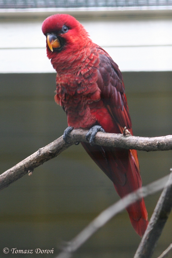 Cardinal Lory (Chalcopsitta cardinalis) october 2007