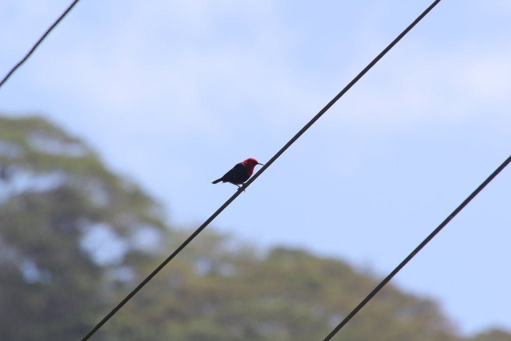 Cardinal Myzomela male