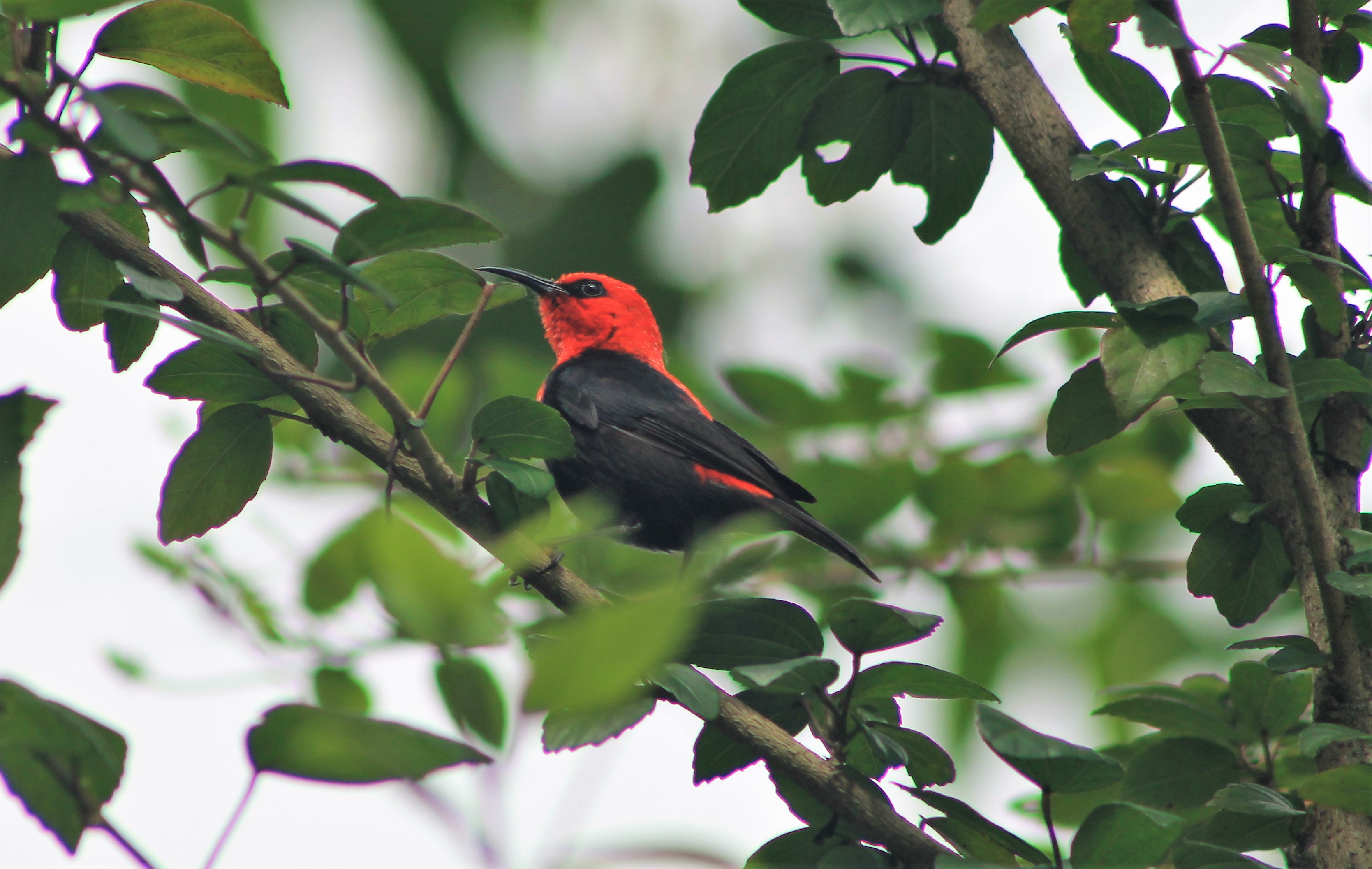 Cardinal Myzomela (Myzomela cardinalis tenuis)