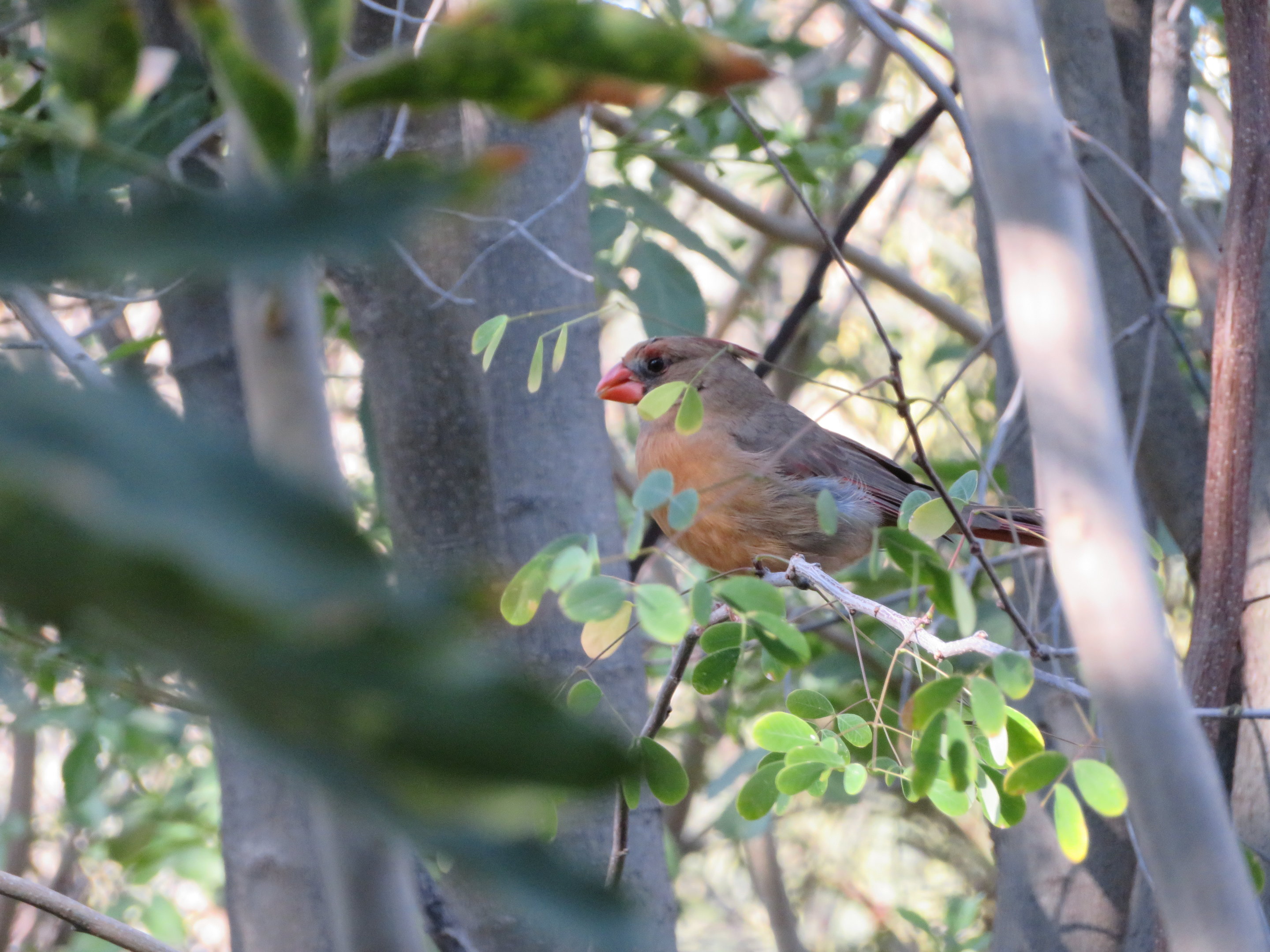 Cardinal-Pyrrhuloxia Hybrid