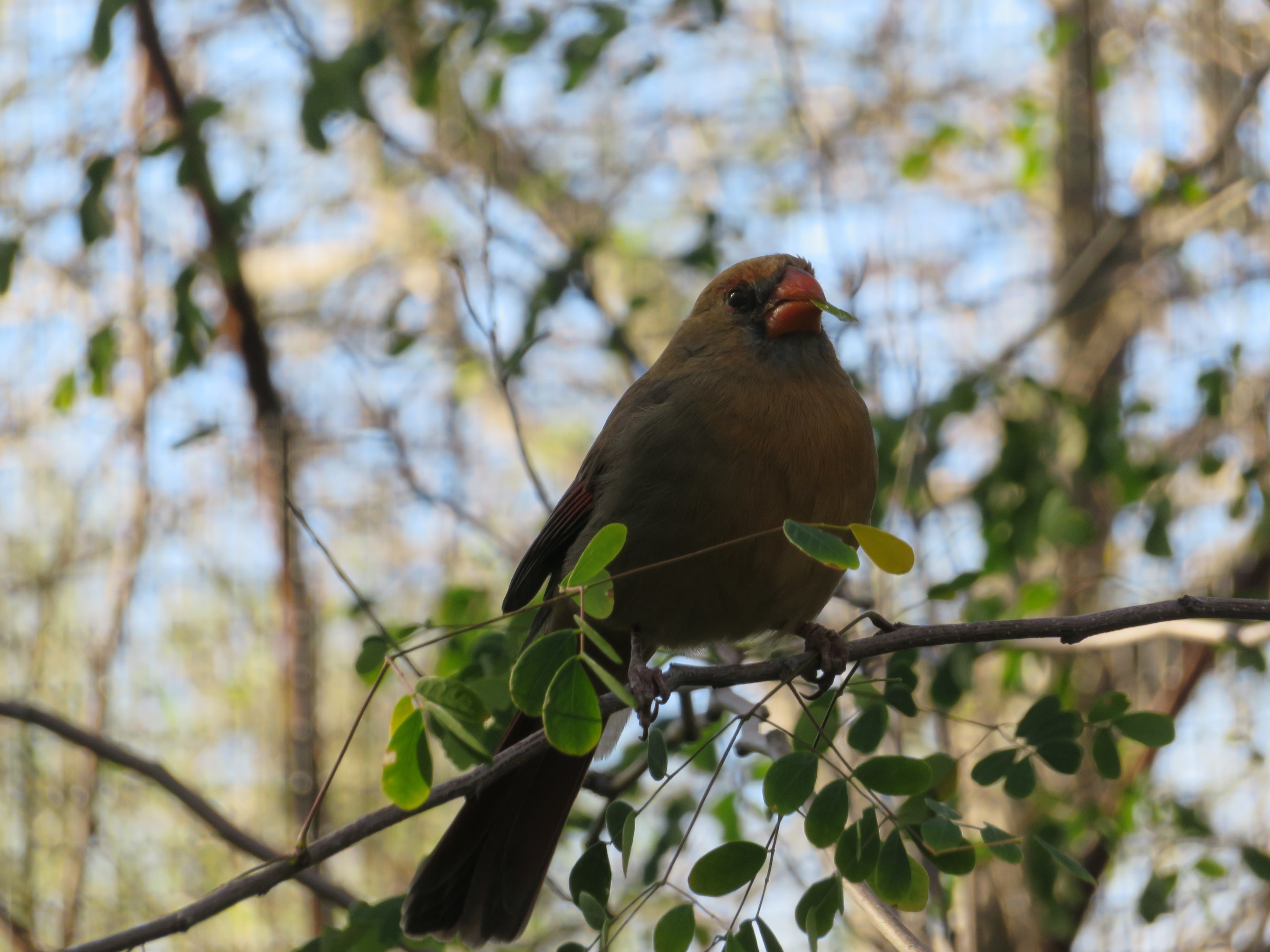 Cardinal-Pyrrhuloxia Hybrid