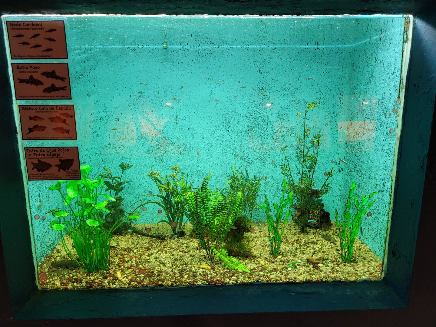 Cardinal tetra, Almora loach, Green swordtail and Redeye tetra exhibit -Zoo de Santillana del Mar (2023)