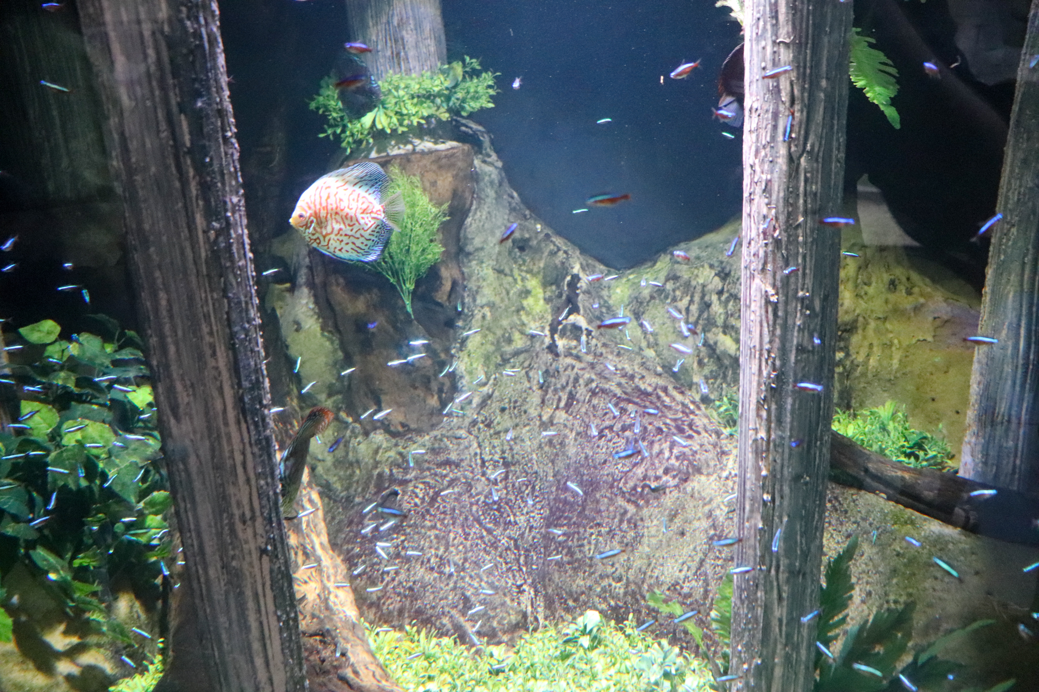 Cardinal Tetra/Discus Tank