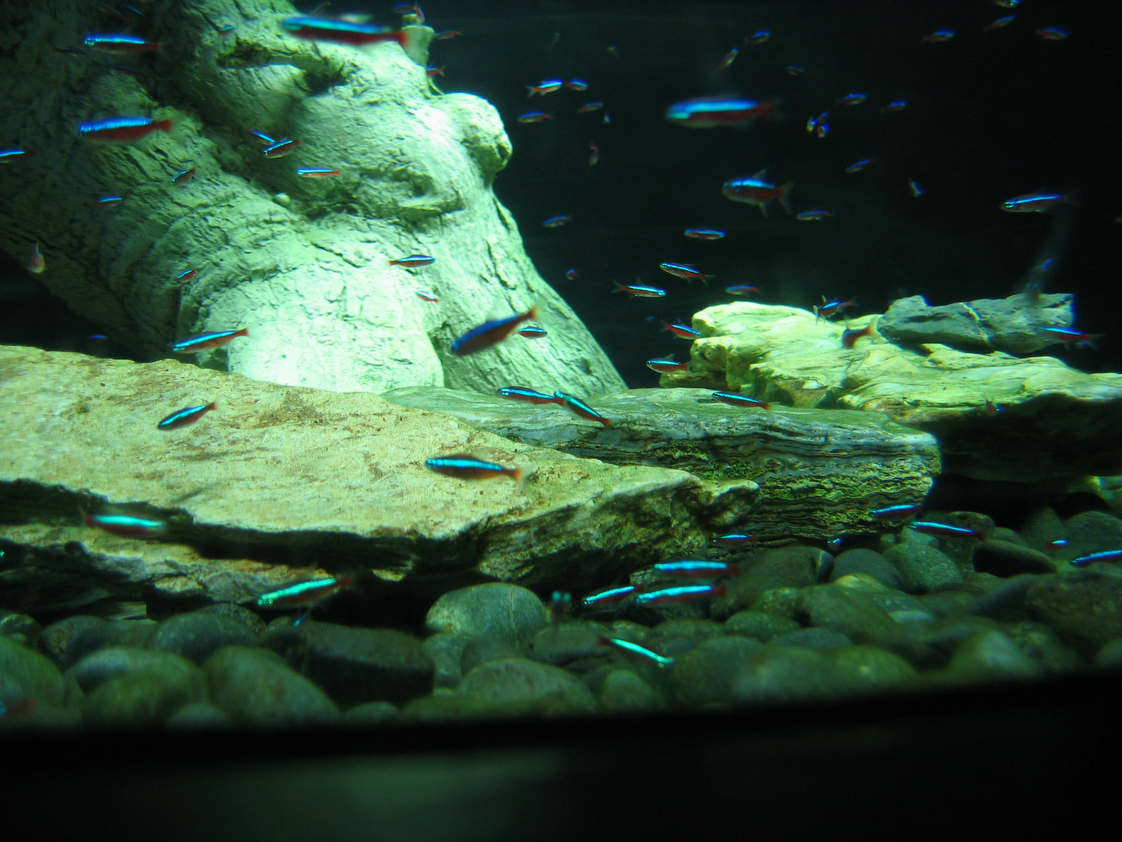 Cardinal Tetra - Oct 2003