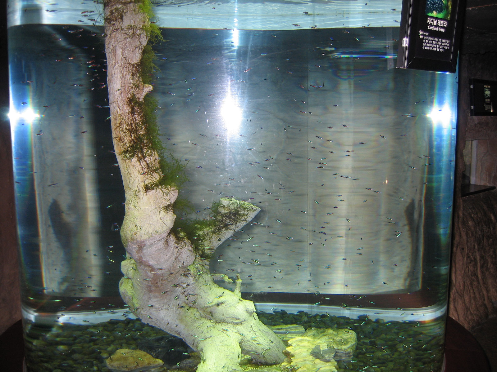 Cardinal Tetra - Oct 2003