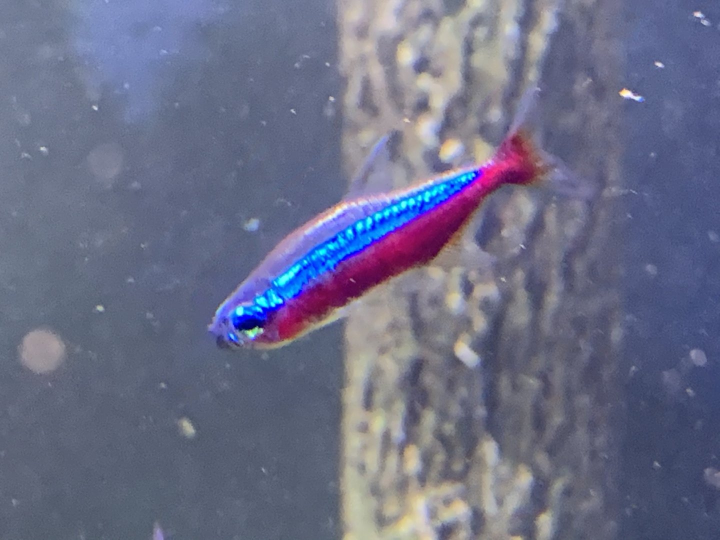 Cardinal Tetra (Paracheirodon axelrodi)