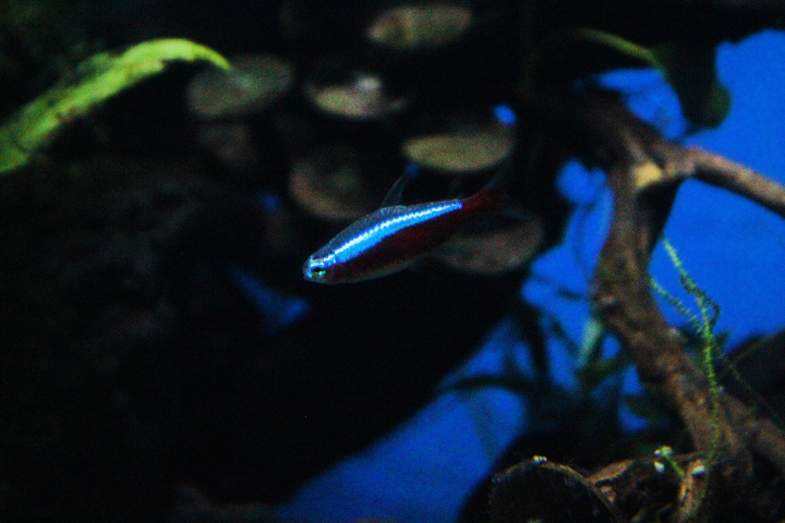 Cardinal tetra (Paracheirodon axelrodi)
