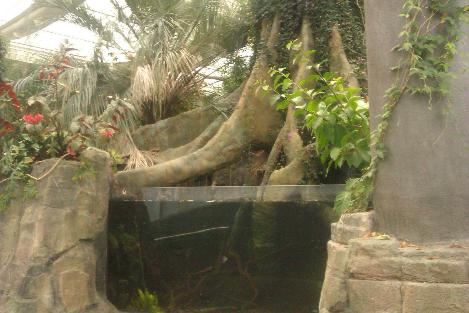 Cardinal Tetra,Red Discus,Black Ghost Knifefish and Twig Catfish Exhibit