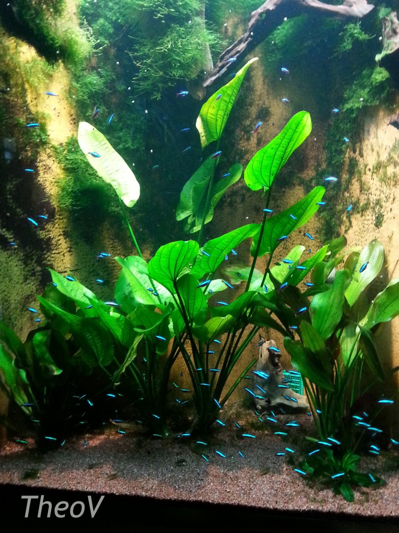Cardinal tetra tank [2014]