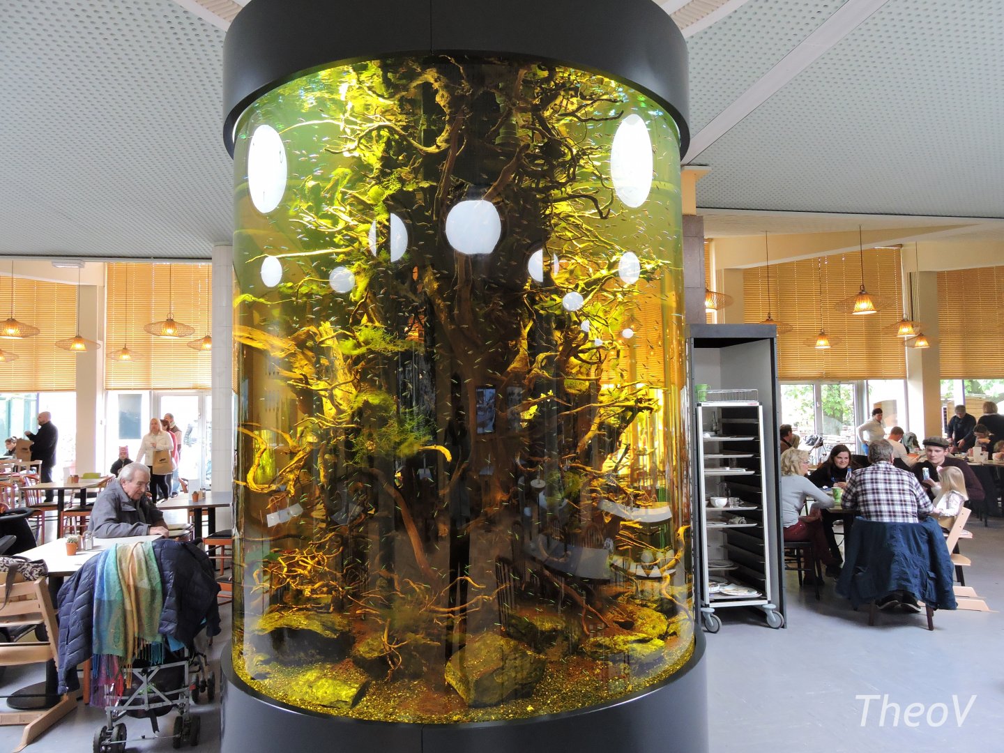 Cardinal tetra tank [2017]