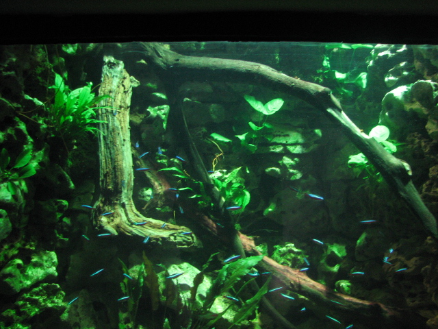 Cardinal tetra tank