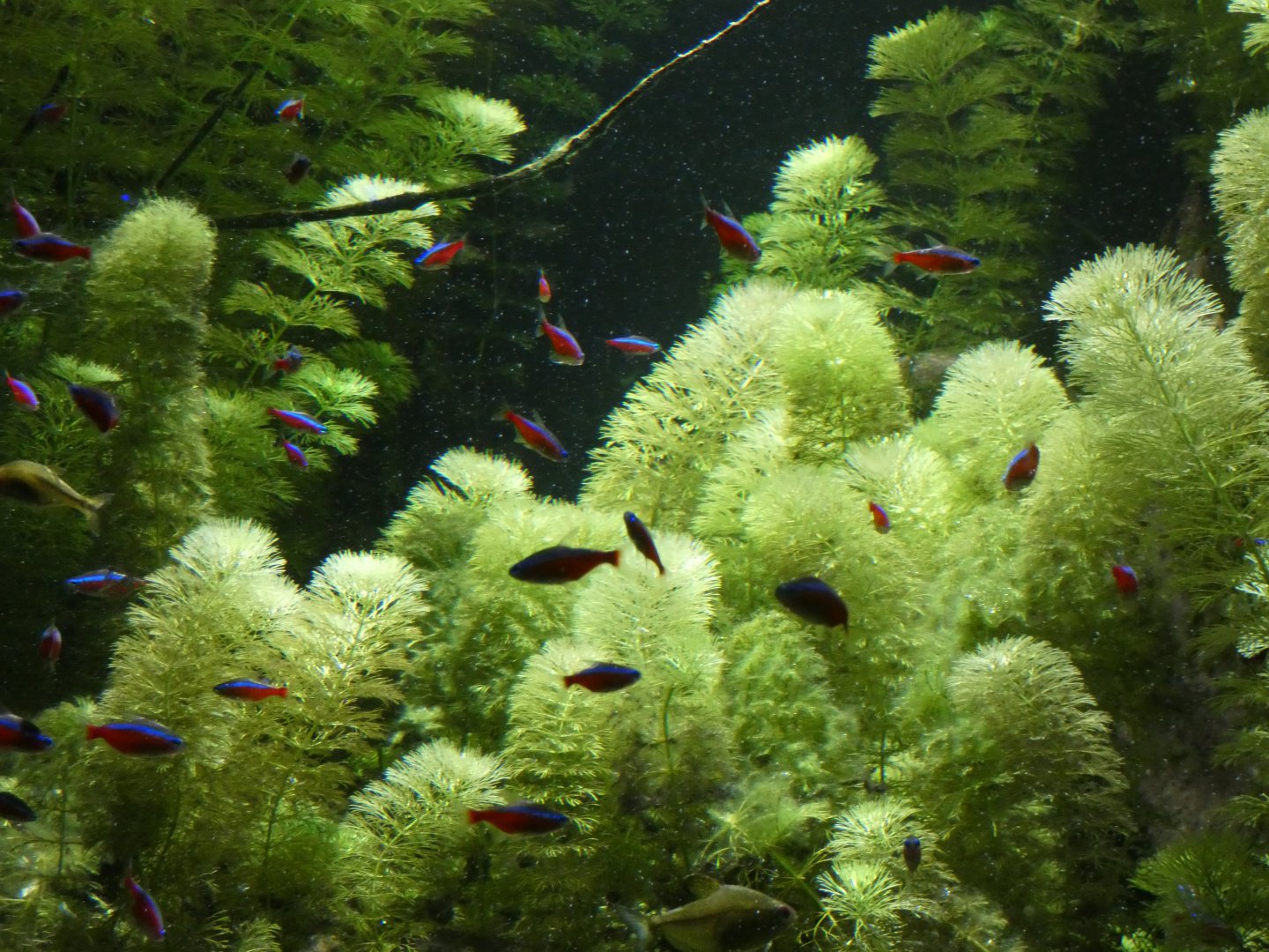 Cardinal tetra