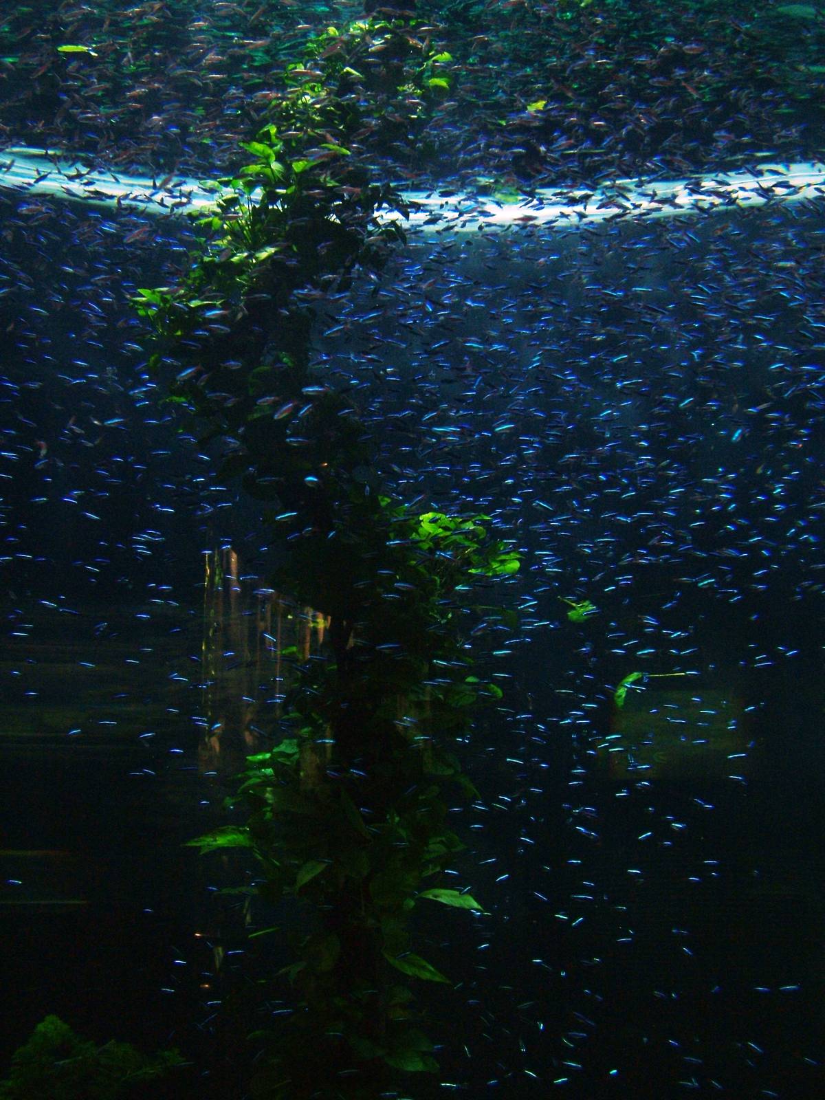 Cardinal Tetras at Loro Parque, 08/11/10