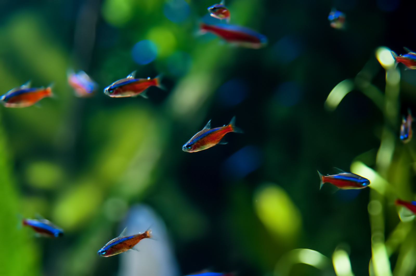 Cardinal Tetras (Paracheirodon axelrodi)