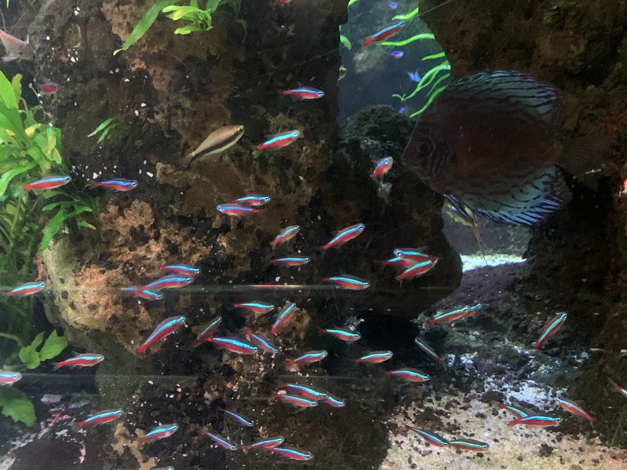 Cardinal tetras