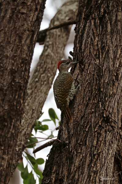 cardinal woodpecker (Dendropicos fuscescens)