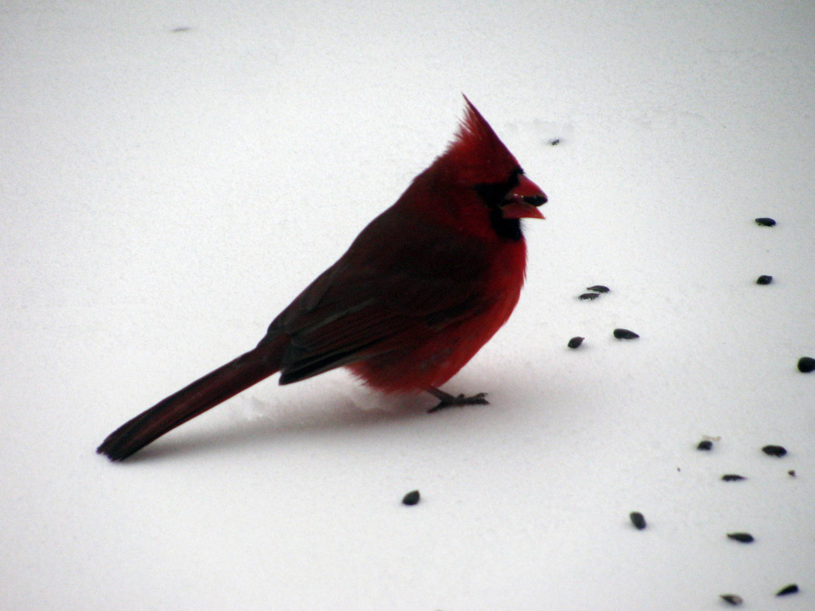 Cardinal