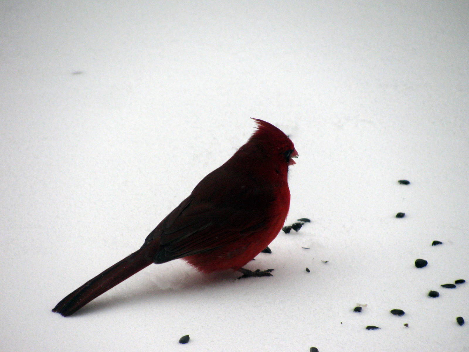 Cardinal