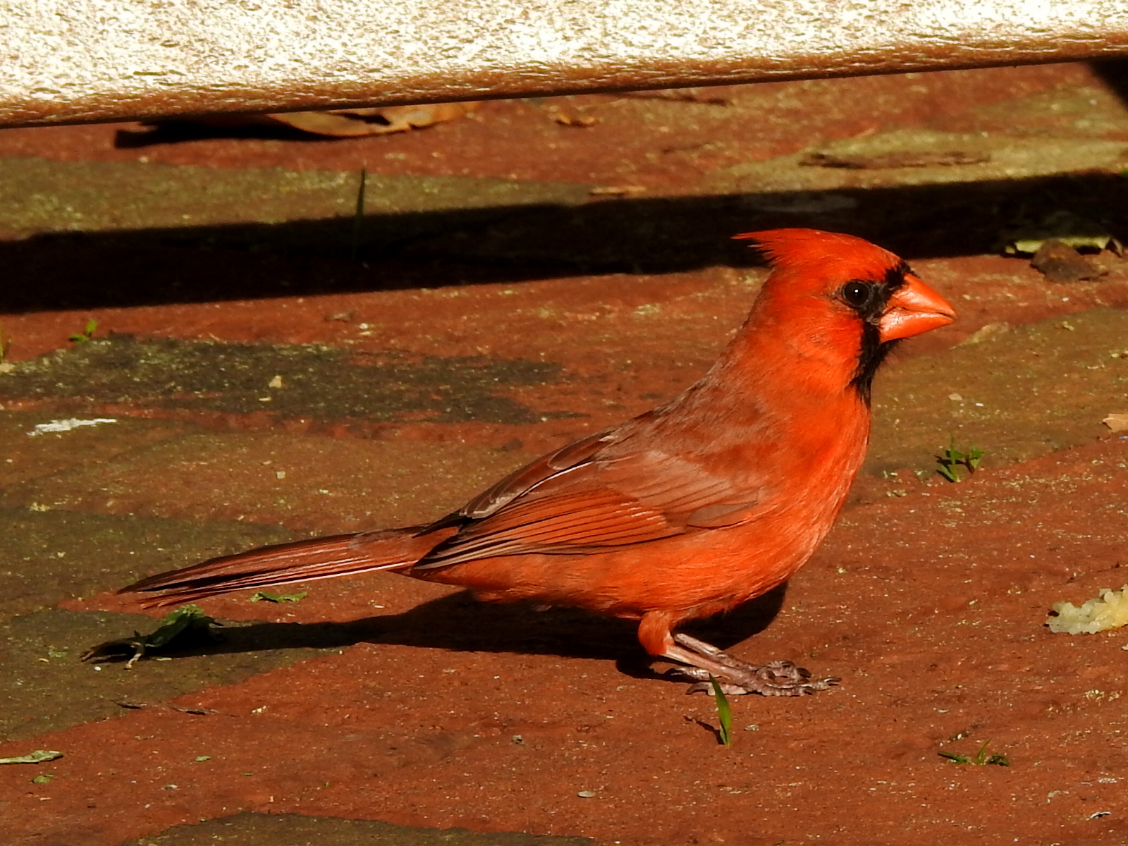 Cardinal