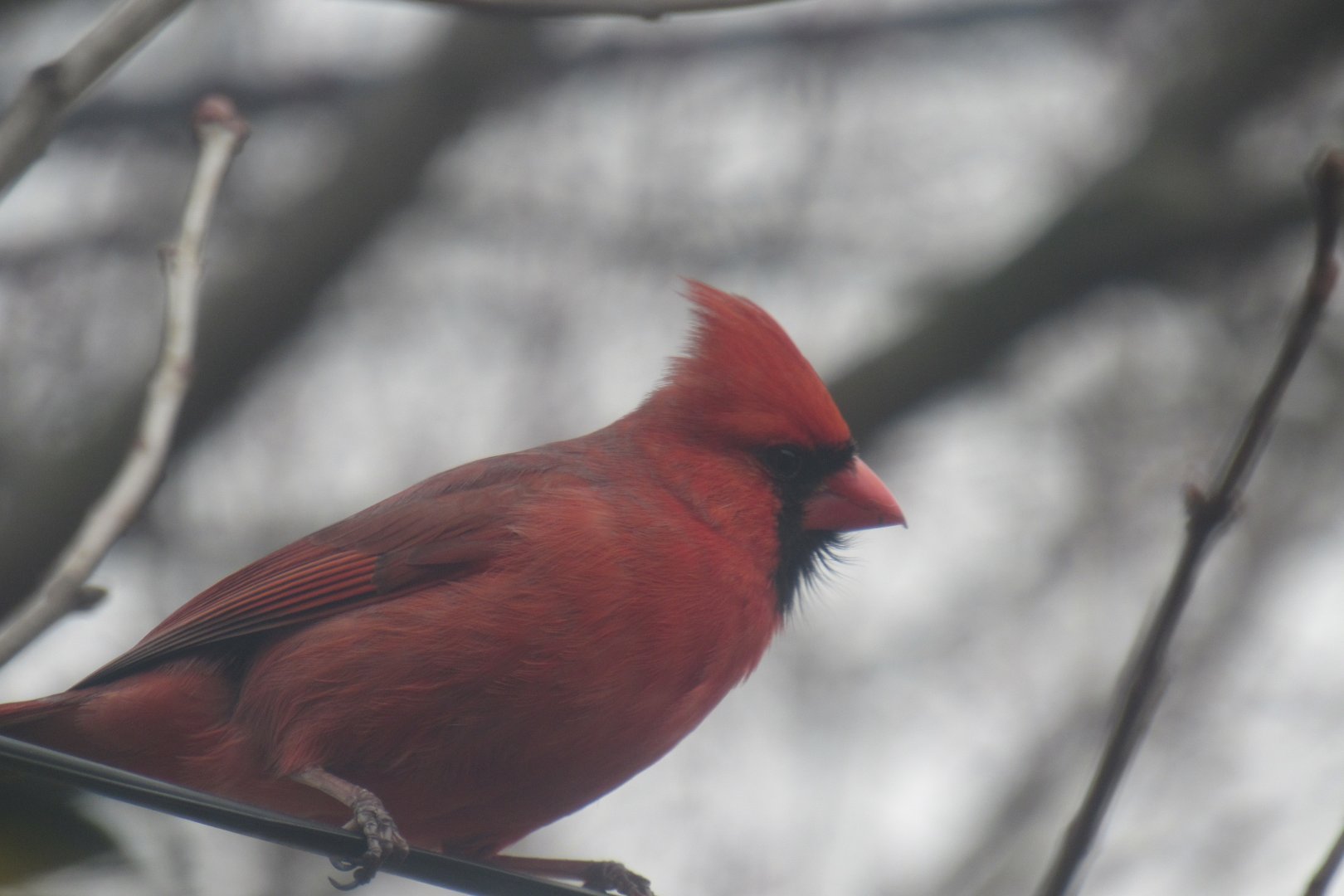 Cardinal