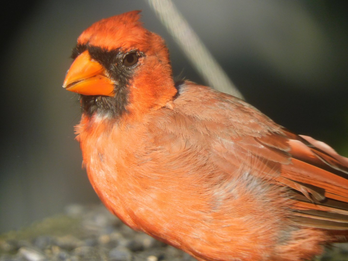 Cardinal