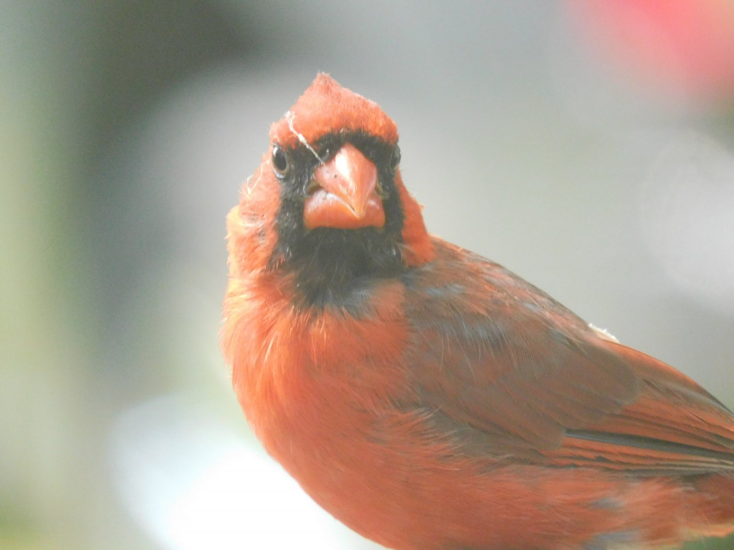 Cardinal