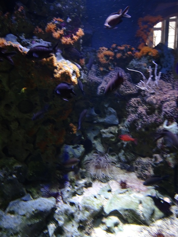 Cardinalfish / damselfish tank