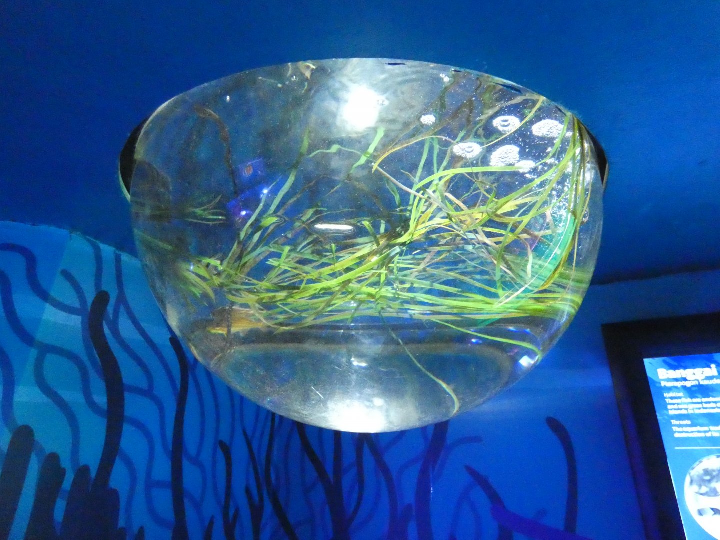 Cardinalfish display