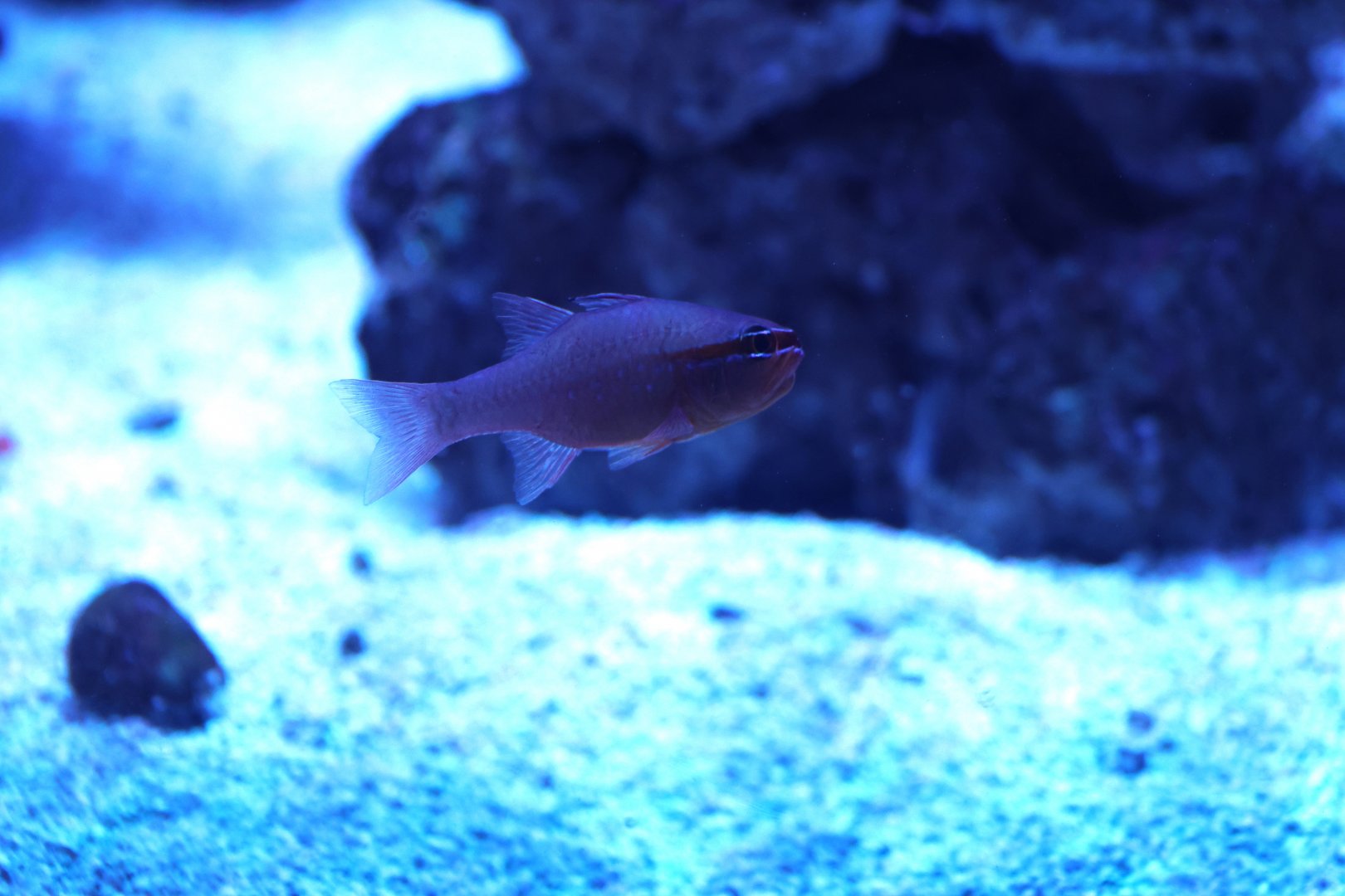 Cardinalfish ID? - SEA LIFE Sydney