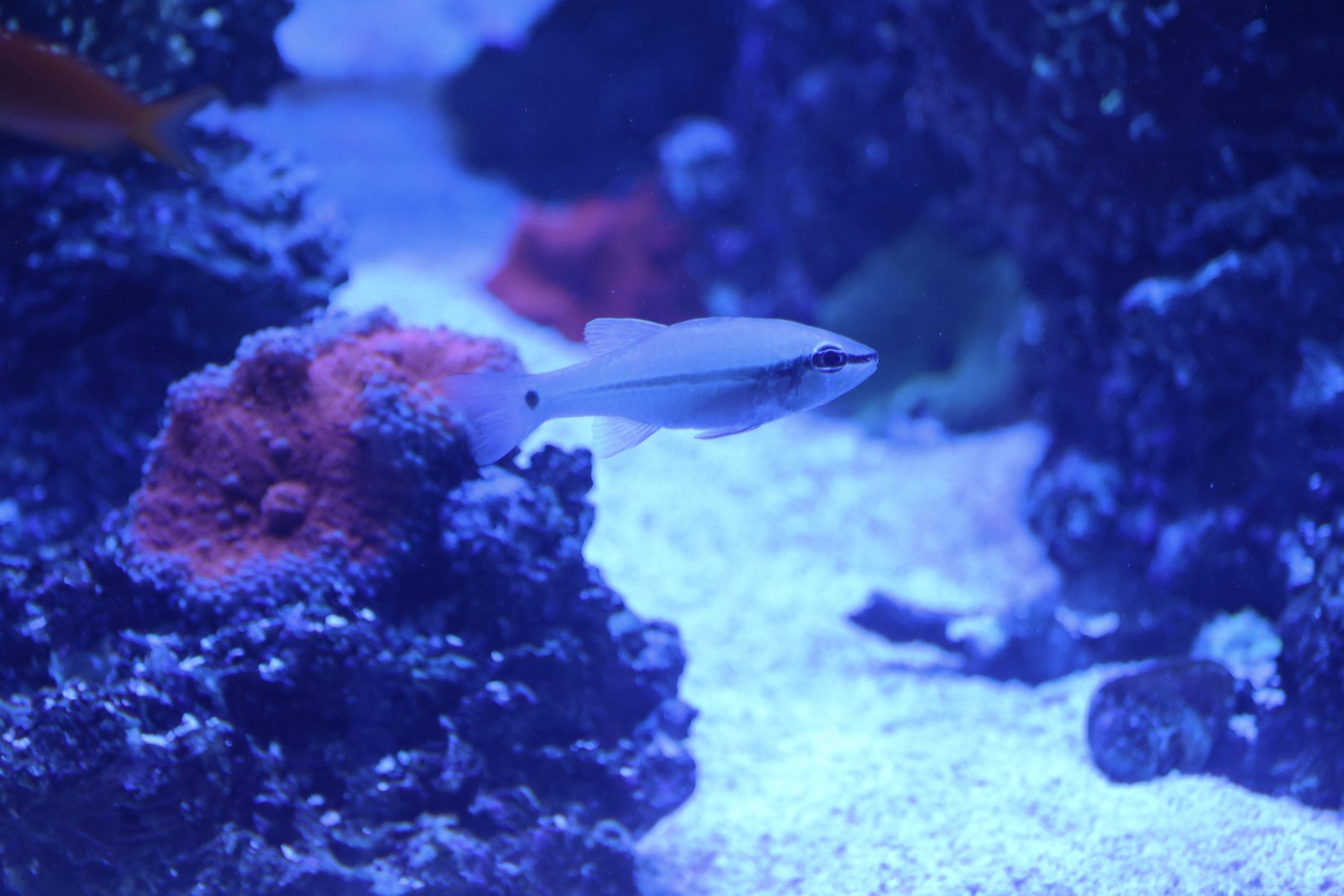 Cardinalfish ID? - SEA LIFE Sydney