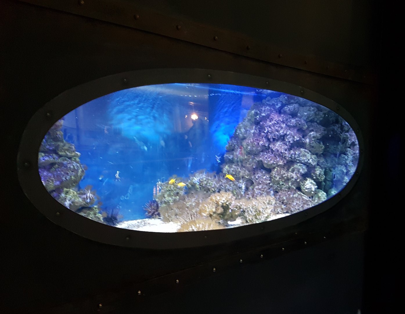 Cardinalfish - Sea goldie aquarium