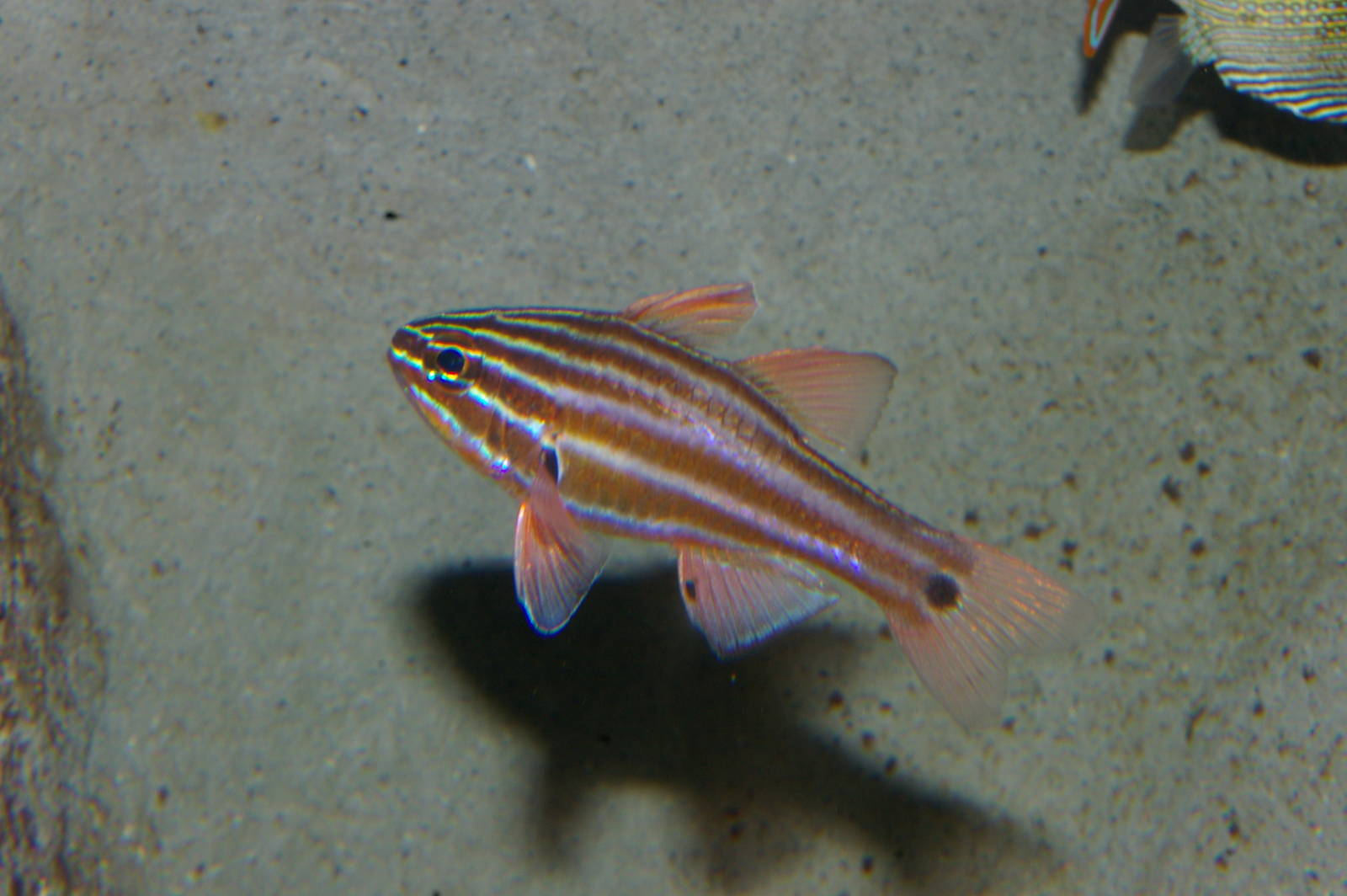 cardinalfish sp.