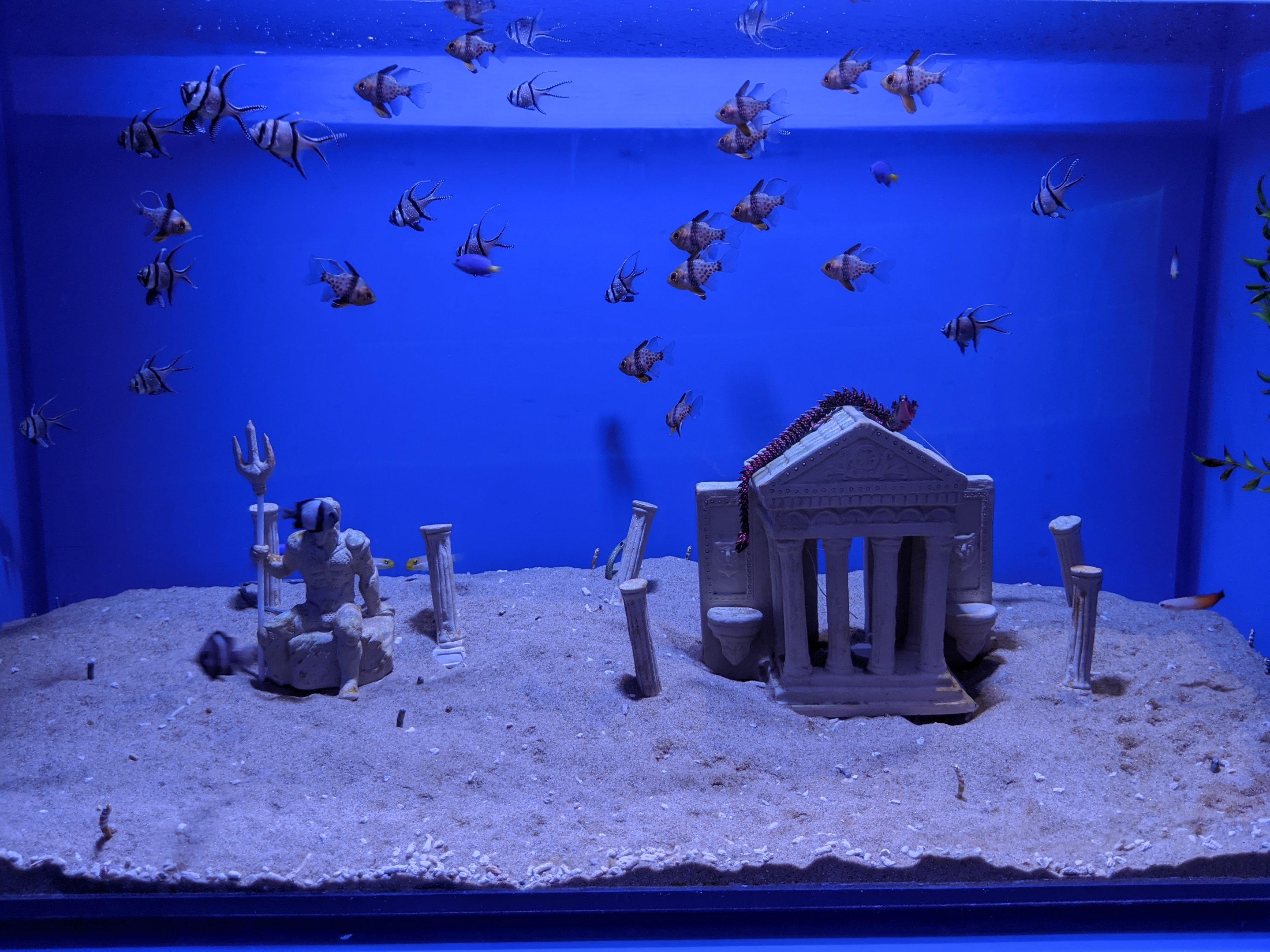 Cardinalfish tank - Ocean World (Guangzhou)