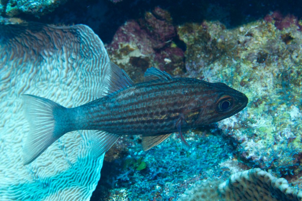 Cardinalfish