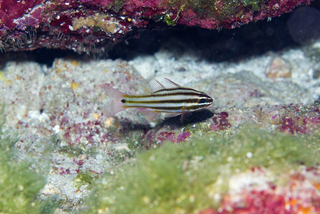 Cardinalfish