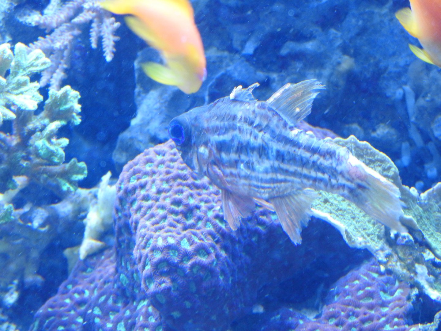 Cardinalfish