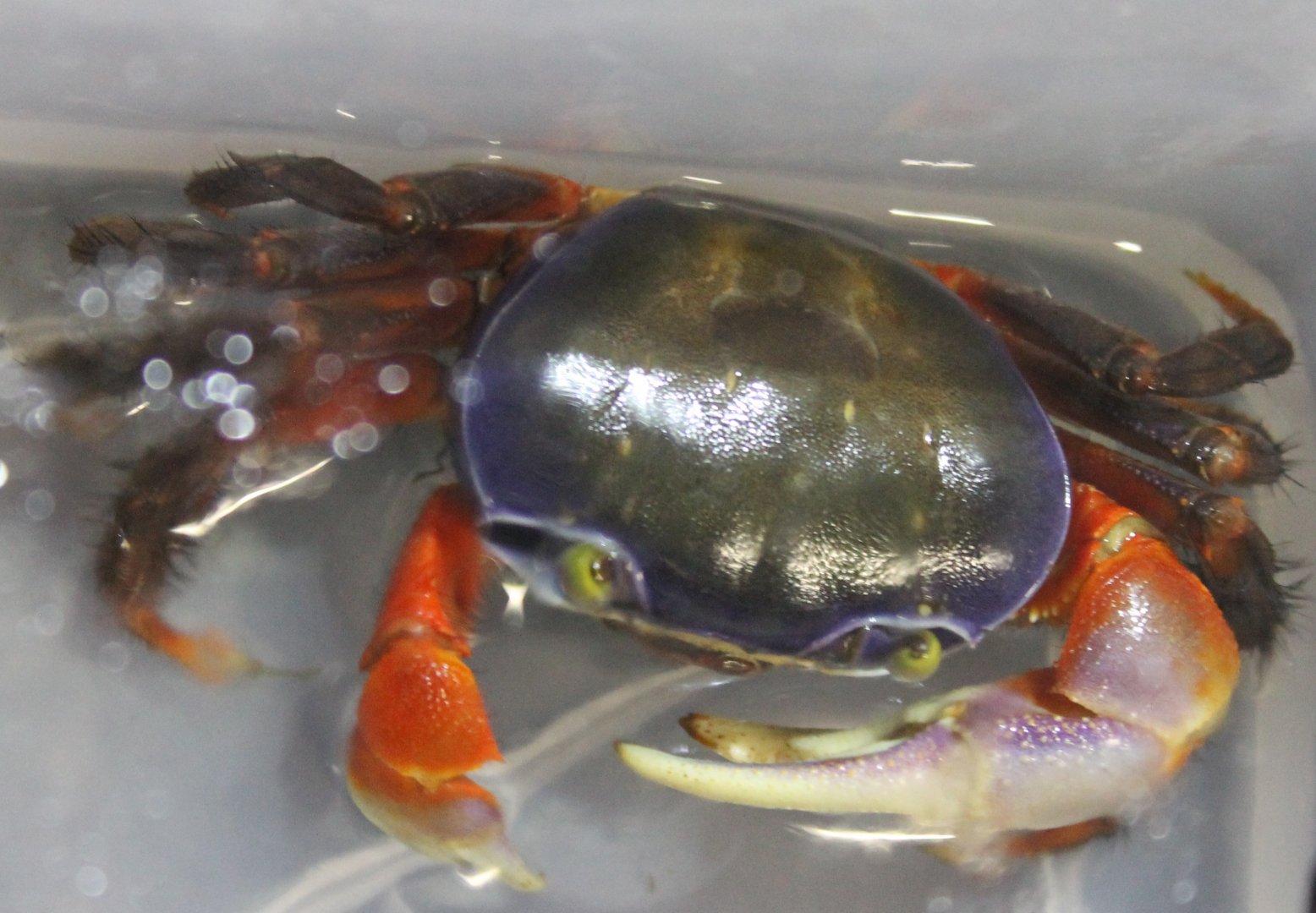 Cardisoma armatum - Red and blue land-crab