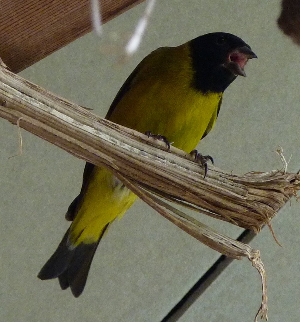 Carduelis magellanica